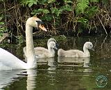 Mute Swan 9R054D-145